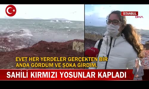 Kadıköy Caddebostan Sahilini Kırmızı Yosunlar Kapladı! İşte Görüntüler 