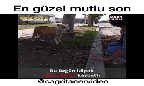 Yavrularını Kaybeden Köpek