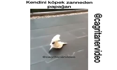 Kendini Köpek Zanneden Papağan