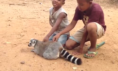 Lemurun Çocuklara Sırtına Kaşıtması