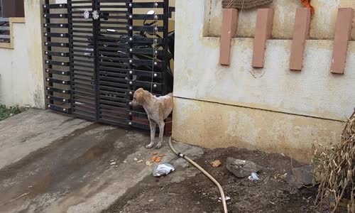 Demir Kapıya Sıkışan Zavallı Köpek