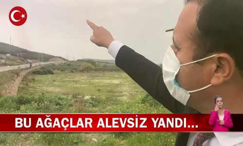 İzmir'de Ormanları Çam Kese Böceği Sardı! İşte Görüntüler