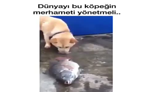 Yere Düşen Balığı Sulayan Köpek