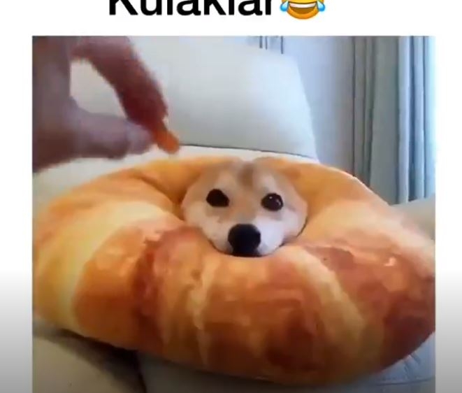 Kulaklar