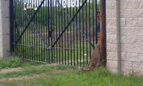 Güzel İnsanların Demir Kapıya Sıkışan Geyiği Kurtarması