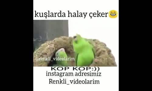 Kuşların Halay Çekmesi