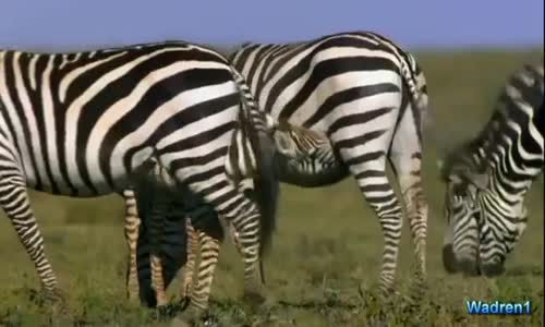 Çita Yavrularına Saldıran Zebra