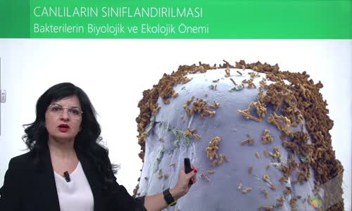 EBA BİYOLOJİ LİSE - CANLILARIN SINIFLANDIRILMASI VE CANLI ALEMLERİ - HAYVANLAR ALEMİ - OMURGALILAR - BAKTERİLERİN BİYOLOJİK VE EKOLOJİK ÖNEMİ