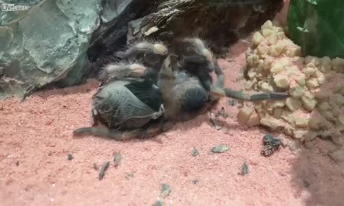 Tarantula'nın Kabuk Değiştirmesi