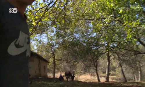 Kırgızistan’ın dünyaca ünlü ceviz ağaçları