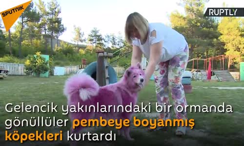 Rusya’da Ormanda Bulunan Pembeye Boyanmış Köpekler