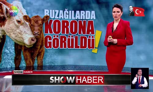 İki buzağı koronavirüsten öldü!?