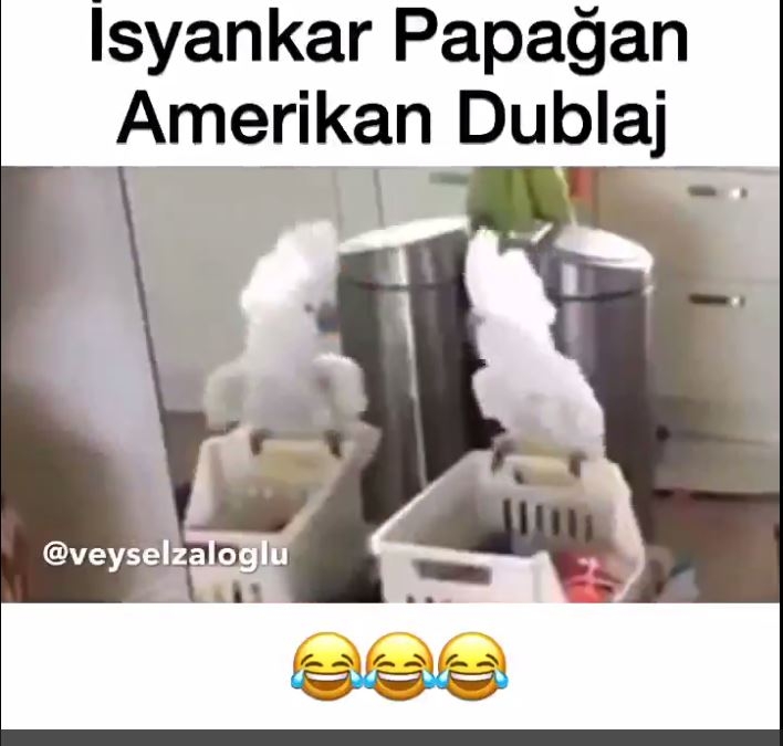 İsyankar Papağan - Amerikan Dublaj