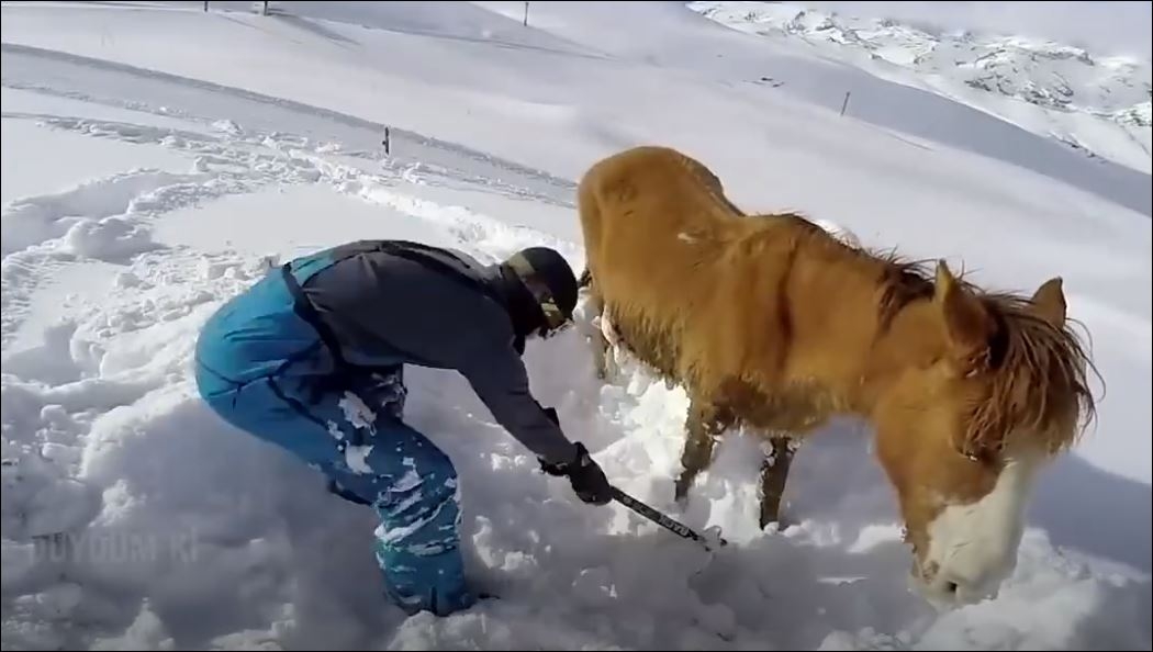 Hayvanları Kurtarma Hikayeleri