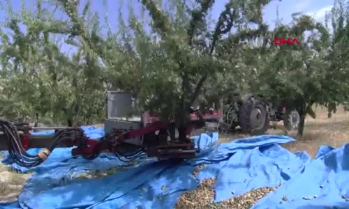 Elazığ'da, badem hasadı başladı