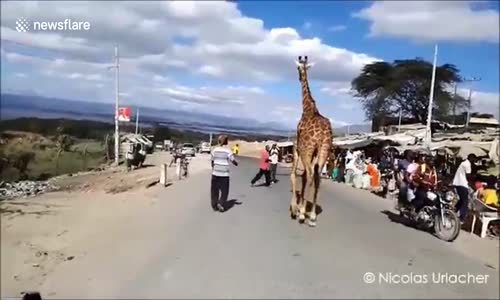 Cadde Ortasında Gezen Zürafa