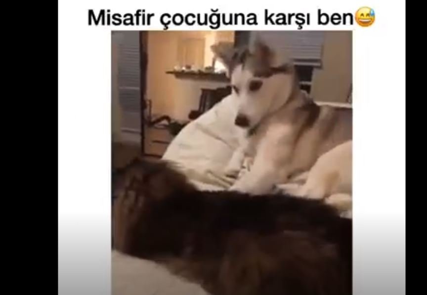 Arkadaşına Vuran Köpek 