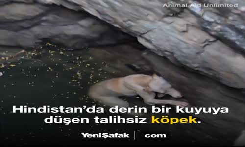 Kuyuya Düşen Talihsiz Köpeği Böyle Kurtardılar