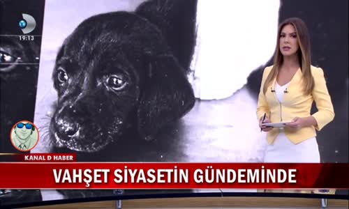 Yavru Köpeğe Yapılanlar'la Alakalı Bir Kişi Yakalandı Son Dakika Haber