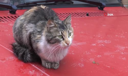 Kedi Mama Kaplarında Naftalin Görünce Mahkemeye Başvurdu