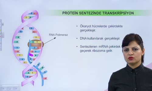 EBA BİYOLOJİ LİSE - GENETİK ŞİFRE VE PROTEİN SENTEZİ- PROTEİN SENTEZİ VE SANTRAL DOGMA - PROTEİN SENTEZİNDE TRANSKRİPSİYON