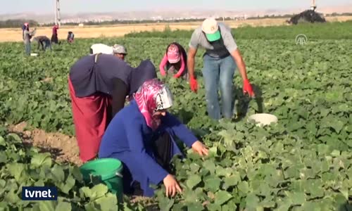 Ninesinden Öğrendiği Tarifle İş Hayatına Atıldı