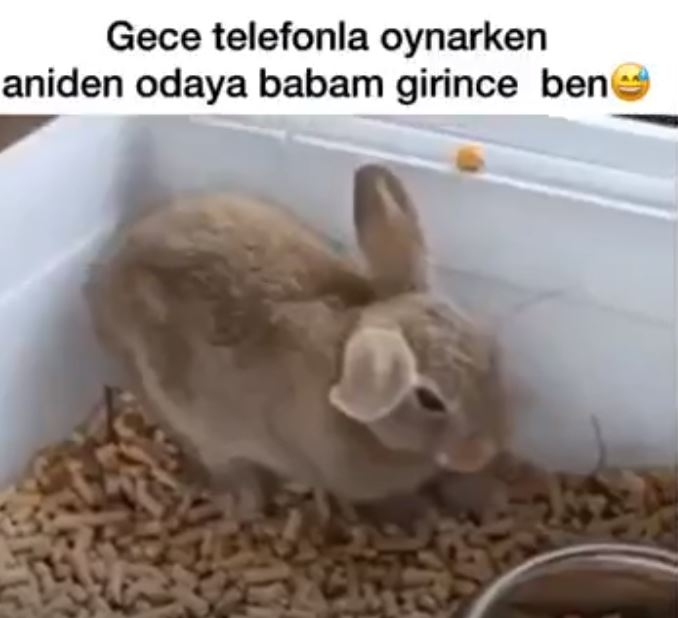 Ölü Taklidi Yapan Tavşan 