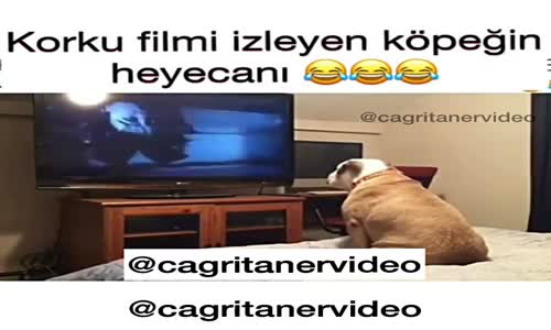 Korku Filmi İzleyen Köpeğin Heyecanı