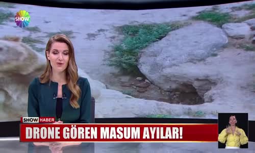 Drone gören masum ayılar!