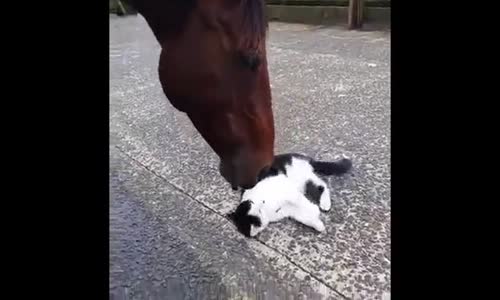 Ata Kendini Sevidirip Mayışan Kedi