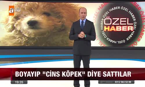 Köpeğin Dip Boyasını Yapan Petshop - Röportaj Adam