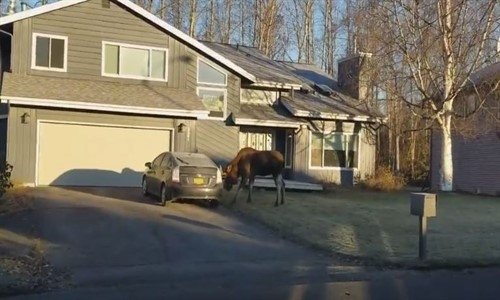 Alaska'lı Geyik Arabayı Boynuzladı 