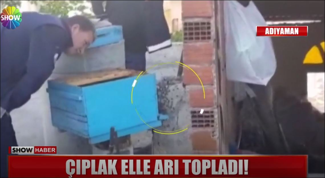 Çıplak Elle Arı Toplamak