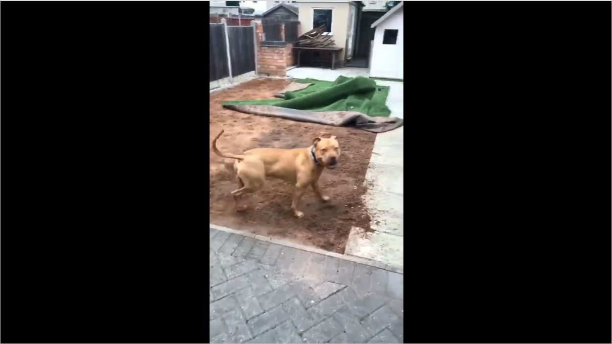 Yapay Çimi Toplayan Köpek