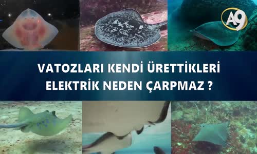 Vatozları Kendi Ürettikleri Elektrik Neden Çarpmaz