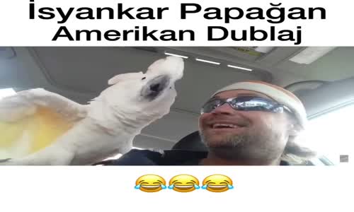 İsyankar Papağan - Amerikan Dublaj