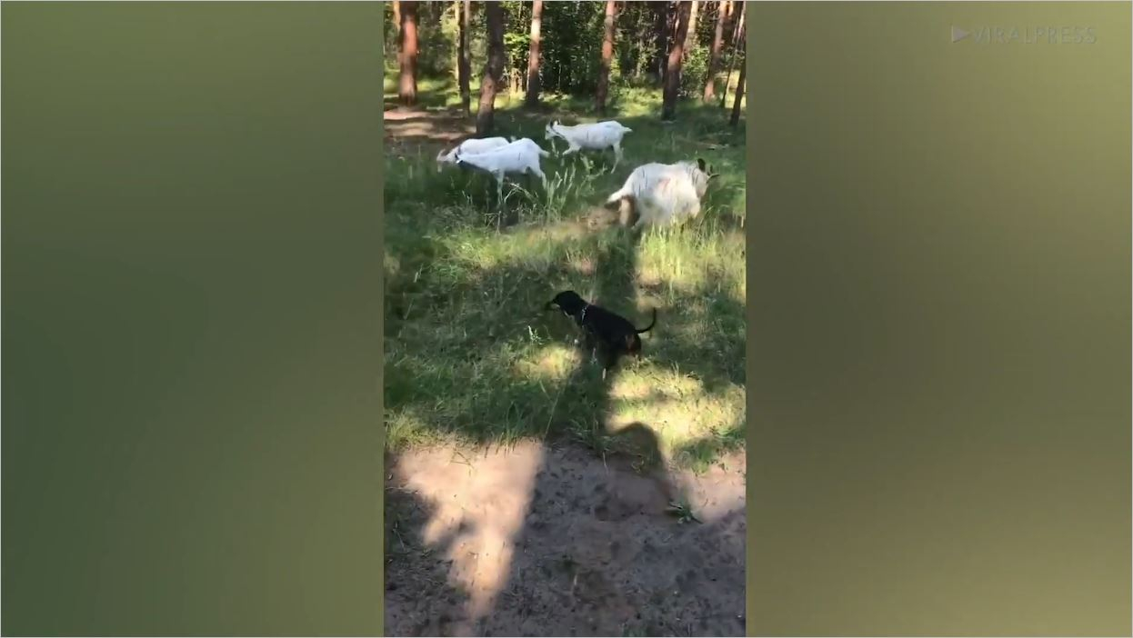 Minik Köpeğim Keçiye Atarlanması