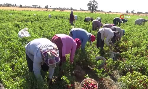 Kilis’te Salça ile Toz Biber Zamanı 