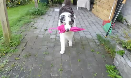 Yağmur Dansı Yapan Köpek