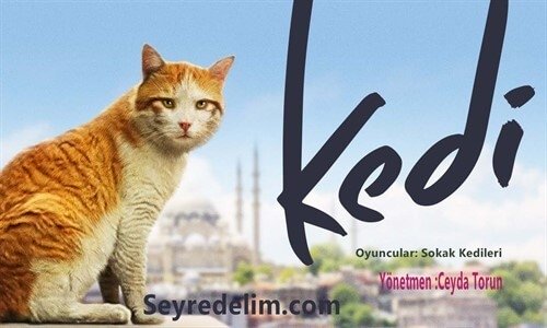 Kedi Belgesel Film İzle