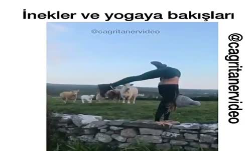 İnekler Ve Yogaya Bakışları