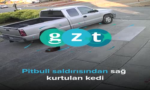 Pitbull Saldırısından Sağ Çıkan Kedi