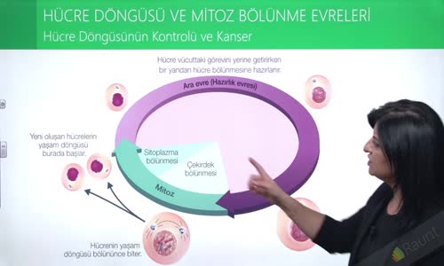 EBA BİYOLOJİ LİSE - HÜCRE BÖLÜNMELERİ - MİTOZ VE EŞEYSİZ ÜREME - HÜCRE DÖNGÜSÜ VE MİTOZ EVRELERİ - HÜCRE DÖNGÜSÜNÜN KONTROLÜ VE KANSER