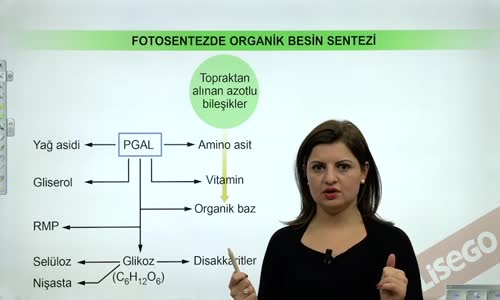 EBA BİYOLOJİ LİSE - CANLILARDA ENERJİ, FOTOSENTEZ VE KEMOSENTEZ - FOTOSENTEZ TEPKİMELERİ - ORGANİK BESİNLERİN SENTEZİ