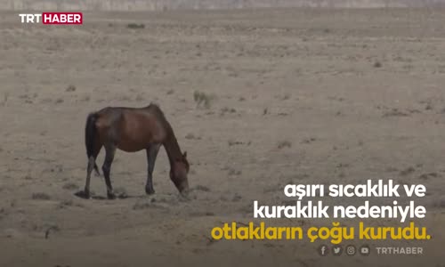 Kazakistan’da olağanüstü kuraklık- 2 bin büyükbaş hayvan telef oldu