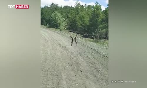 Tavşanların kavga anı kamerada