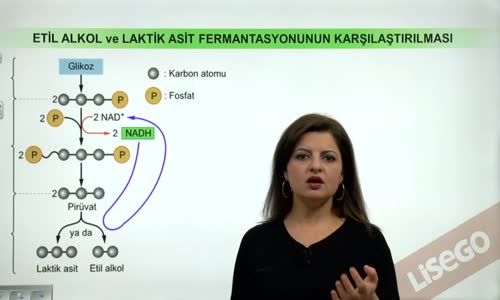 EBA BİYOLOJİ LİSE - HÜCRESEL SOLUNUM - GLİKOZ VE OKSİJENSİZ SOLUNUM - ETİL ALKOL VE LAKTİK ASİT FERMANTASYONUNUN KARŞILAŞTIRILMASI