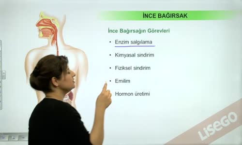 EBA BİYOLOJİ LİSE - SİNDİRİM SİSTEMİ - SİNDİRİM ORGANLARI VE YARDIMCI BEZLER - İNCE BAĞIRSAK, KALIN BAĞIRSAK