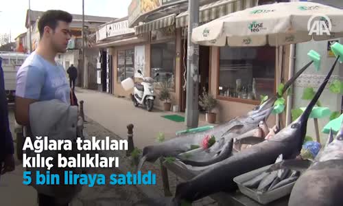 Ağlara Takılan Kılıç Balıkları 5 Bin Liraya Satıldı 