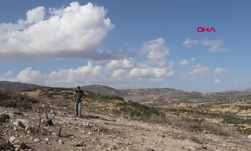 Yanan ağaçların patlayan kozalaklarından çıkan tohumlar, yeşerdi